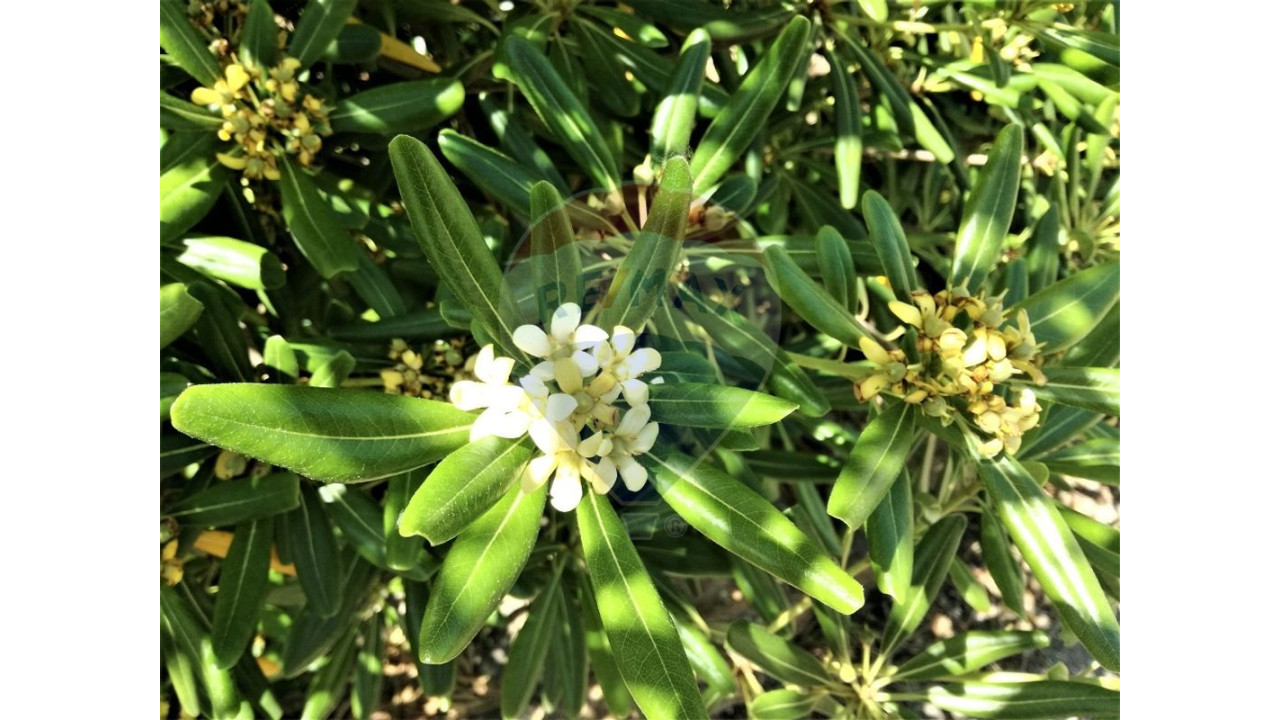 Apartamento T1 para Venda em Albufeira e Olhos de Água Foto 39