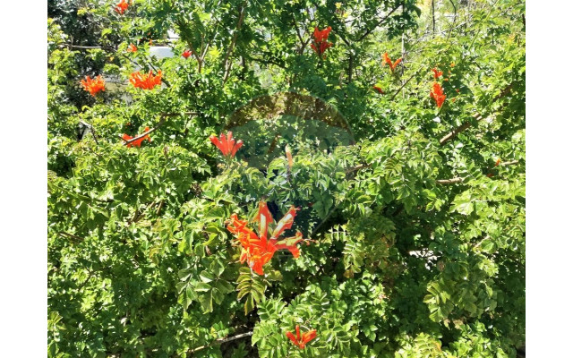 Apartamento T1 para Venda em Albufeira e Olhos de Água