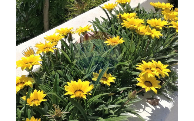 Apartamento T1 para Venda em Albufeira e Olhos de Água