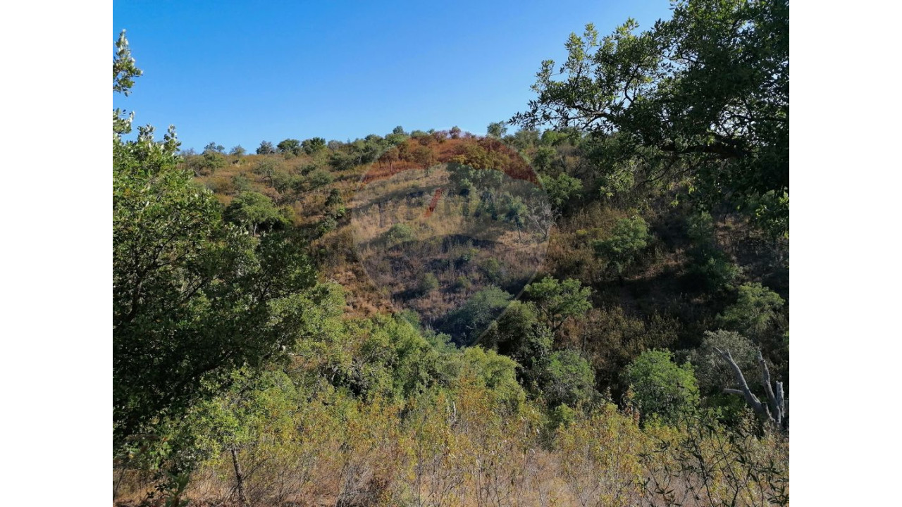 Terreno P/ Prédio para Venda em Salir Foto 3