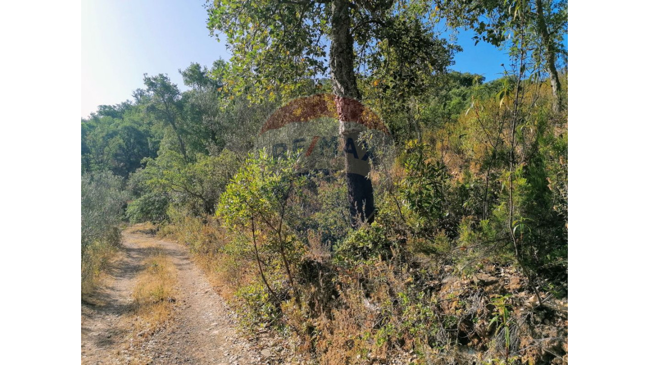 Terreno P/ Prédio para Venda em Salir Foto 1