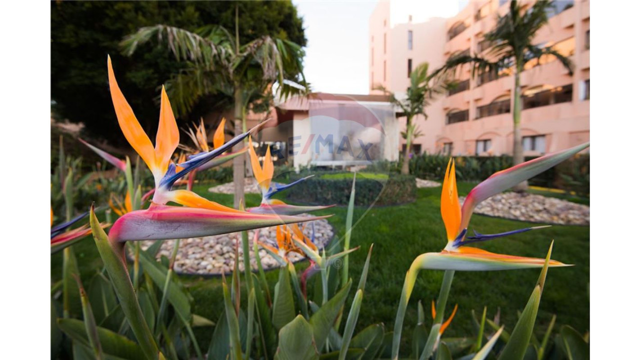 Apartamento T1 para Venda em Guia Foto 27