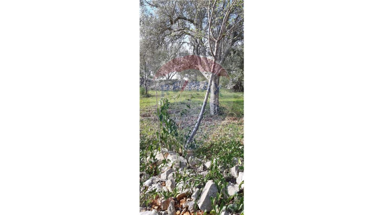 Terreno P/ Prédio para Venda em Querença, Tôr e Benafim Foto 4