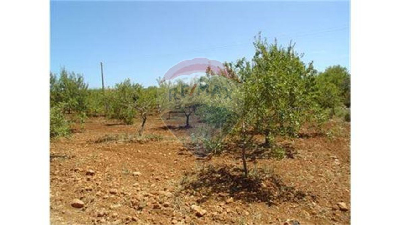 Terreno P/ Prédio para Venda em Guia Foto 7