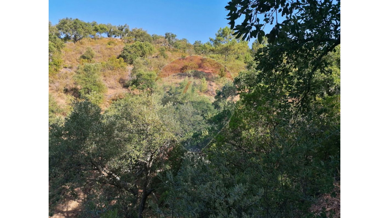 Terreno P/ Prédio para Venda em Salir Foto 3