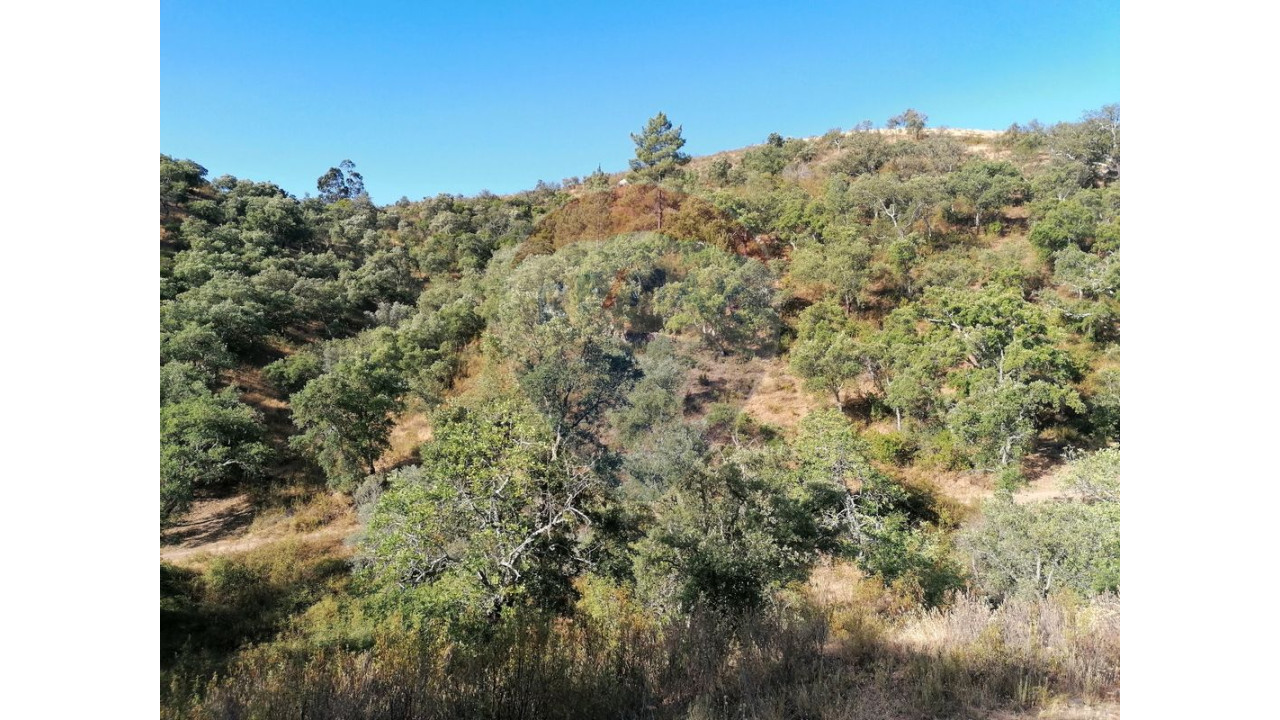 Terreno P/ Prédio para Venda em Salir Foto 1