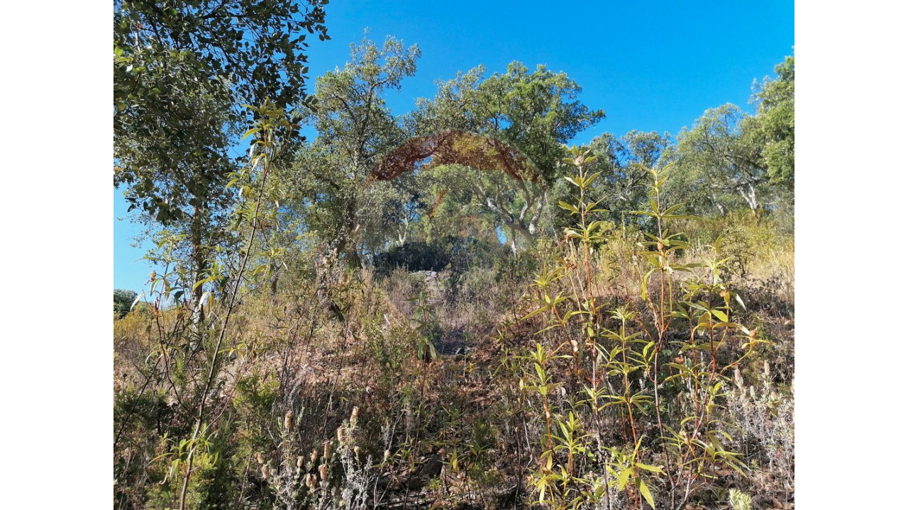 Terreno P/ Prédio para Venda em Salir Foto 2