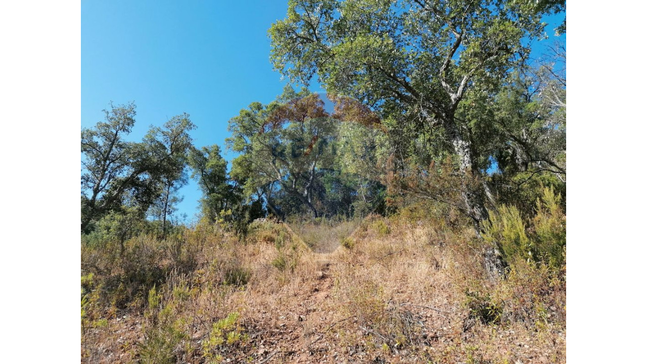 Terreno P/ Prédio para Venda em Salir Foto 3