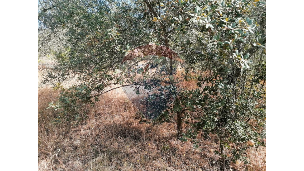 Terreno P/ Prédio para Venda em Salir Foto 2