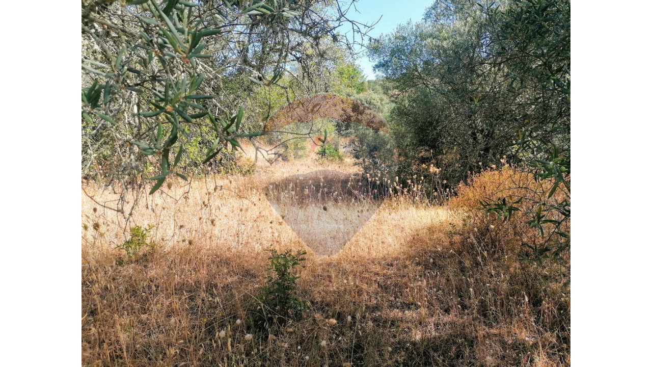 Terreno P/ Prédio para Venda em Salir Foto 3