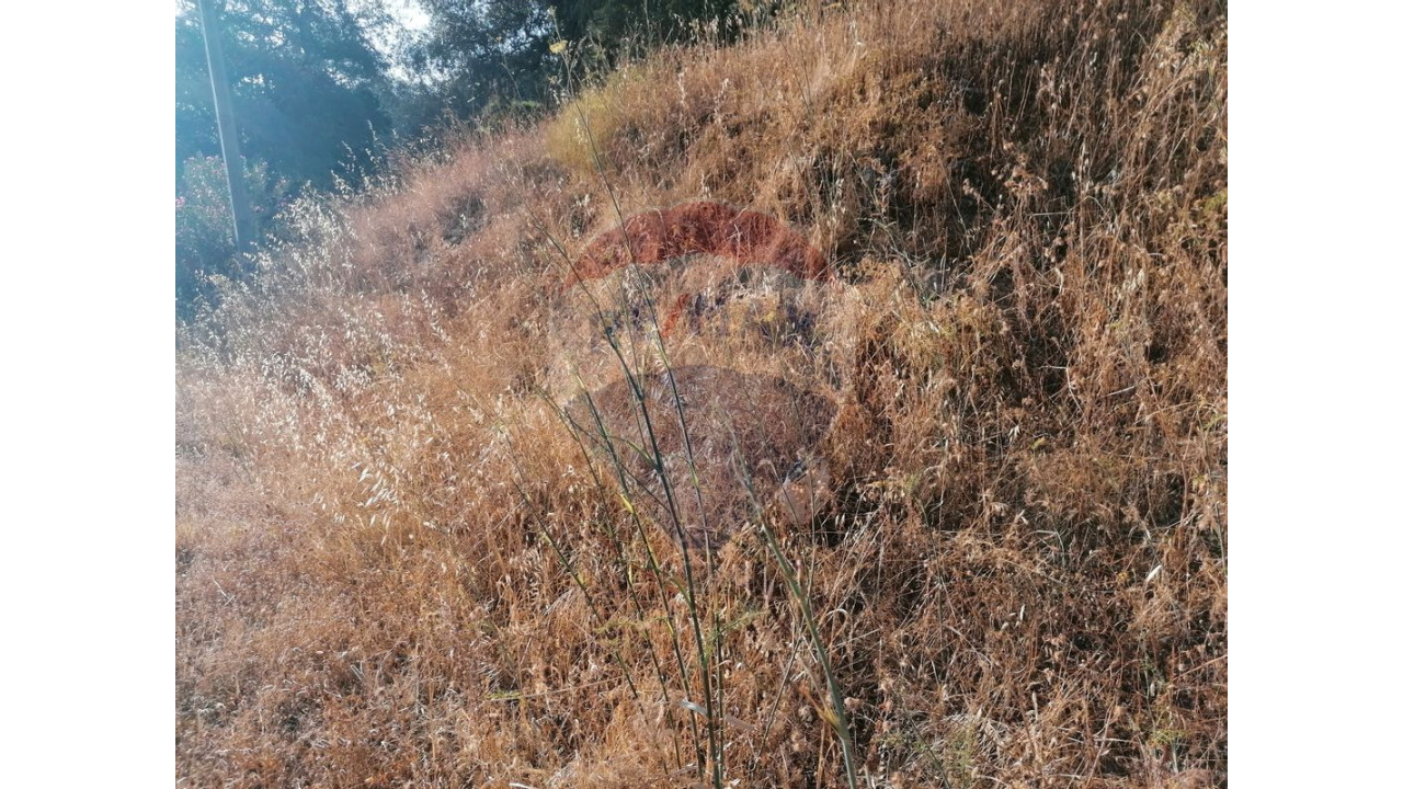 Terreno P/ Prédio para Venda em Salir Foto 2