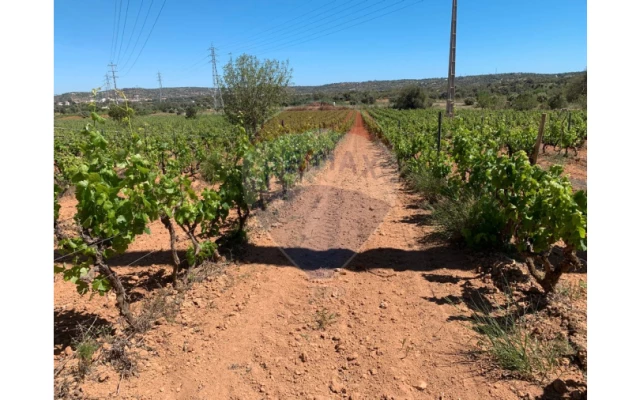 Terreno P/ Prédio para Venda em Algoz e Tunes Foto 8