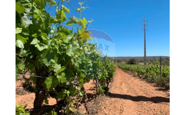 Terreno P/ Prédio para Venda em Algoz e Tunes Foto 9