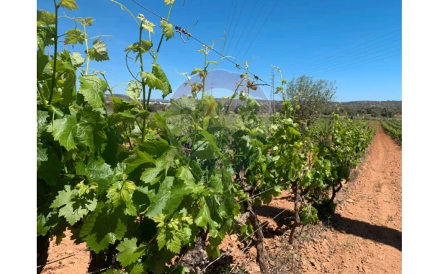 Terreno P/ Prédio para Venda em Algoz e Tunes Foto 10