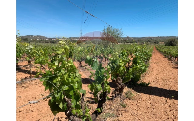 Terreno P/ Prédio para Venda em Algoz e Tunes Foto 1