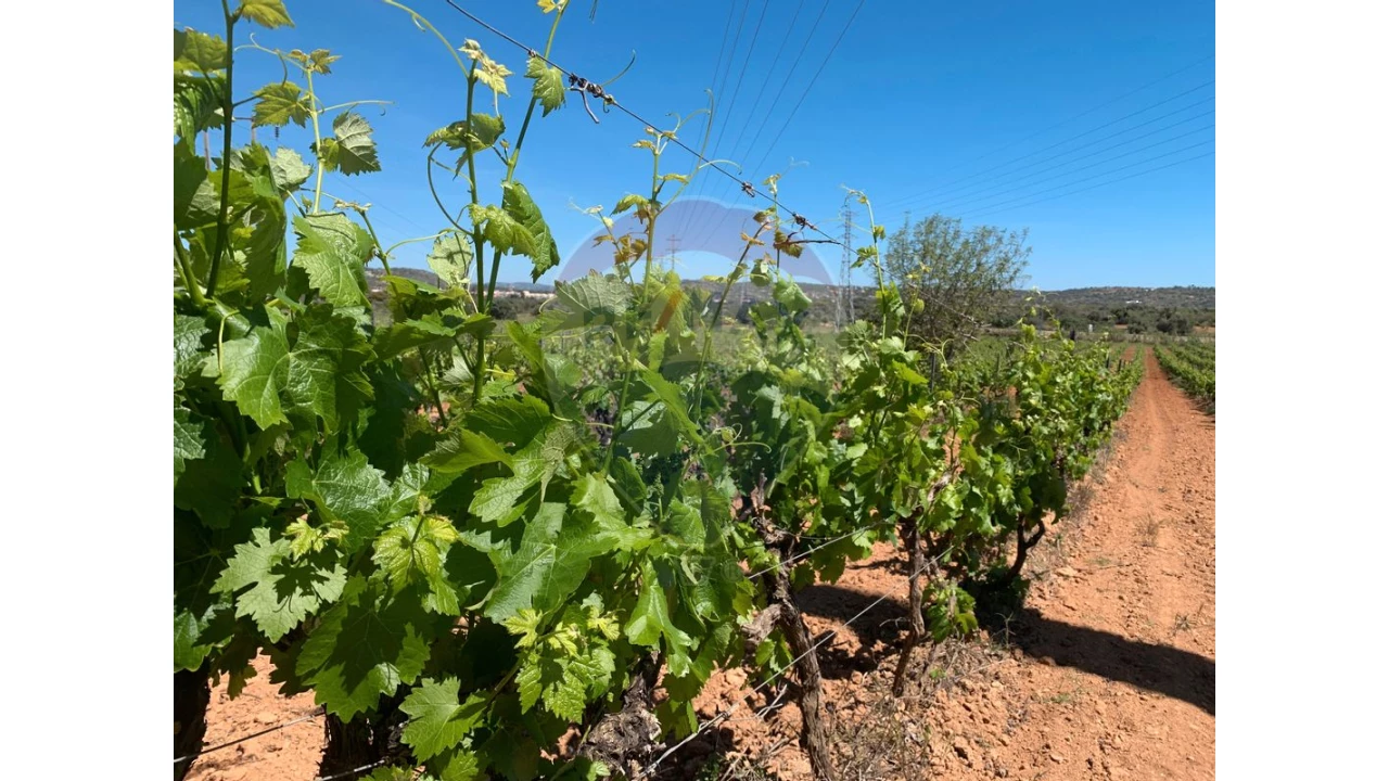 Terreno P/ Prédio para Venda em Algoz e Tunes Foto 10