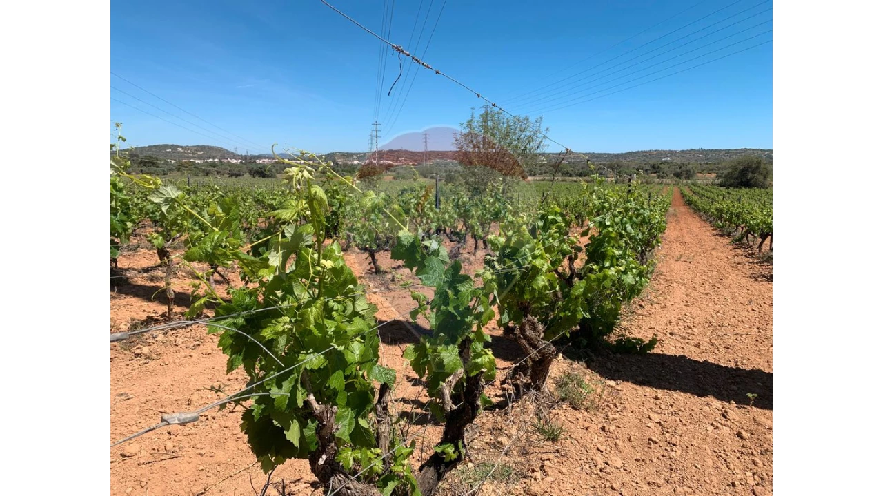 Terreno P/ Prédio para Venda em Algoz e Tunes Foto 1