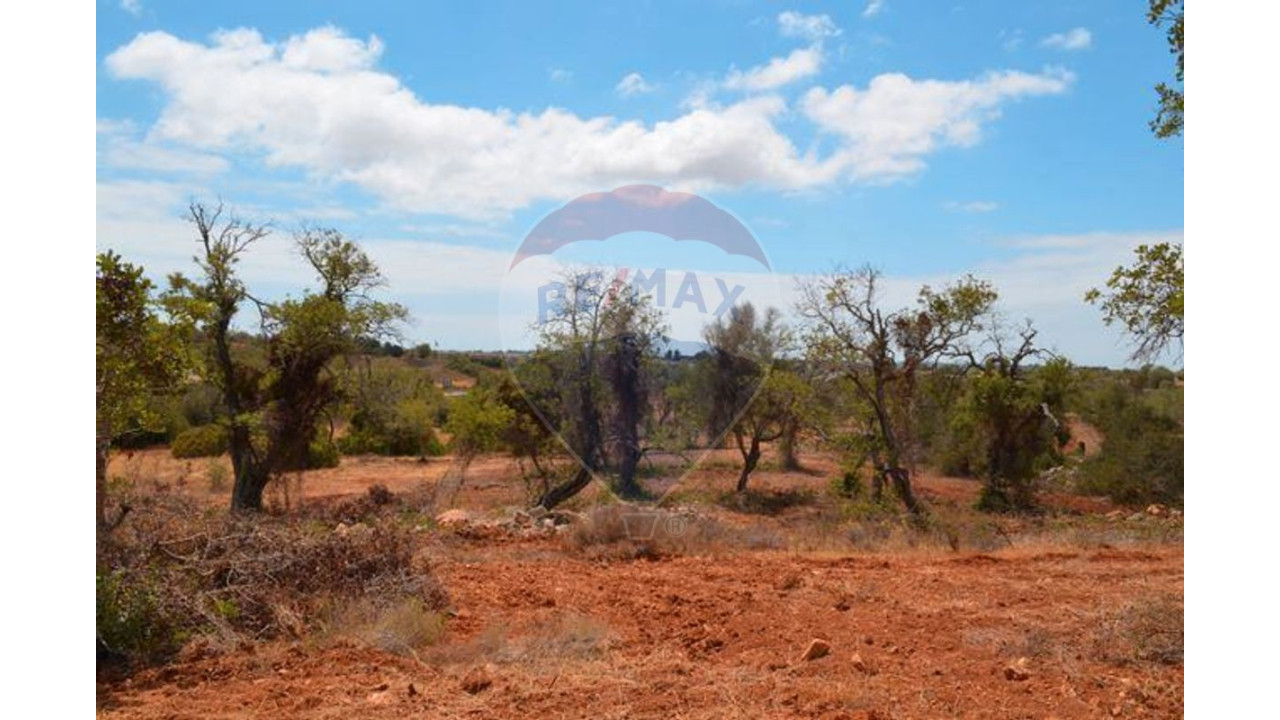 Terreno P/ Prédio para Venda em Ferreiras Foto 3