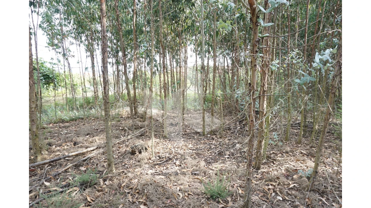 Terreno Agricola ou Rústico para Venda em Tondela e Nandufe Foto 5