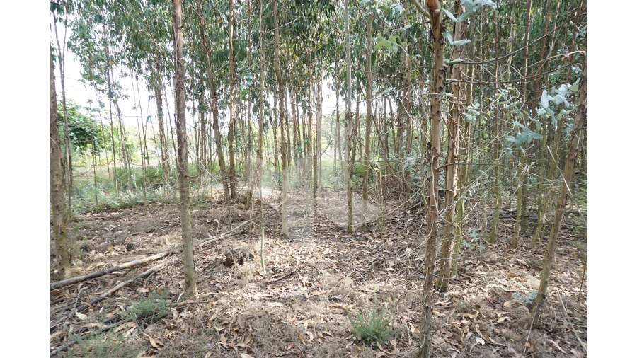 Terreno Agricola ou Rústico para Venda em Tondela e Nandufe Foto 5