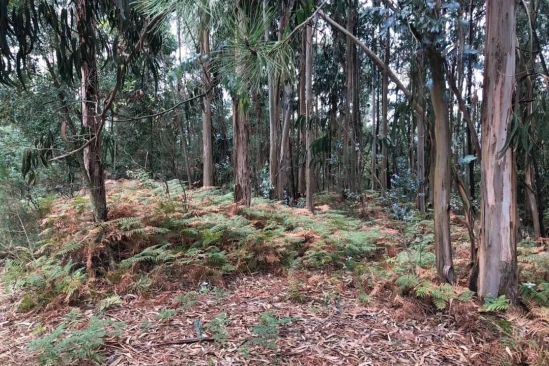 Terreno para Venda em Paço de Sousa Foto 14