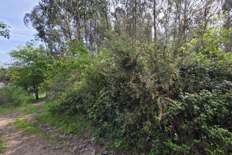 Terreno para Venda em Paço de Sousa Foto 7