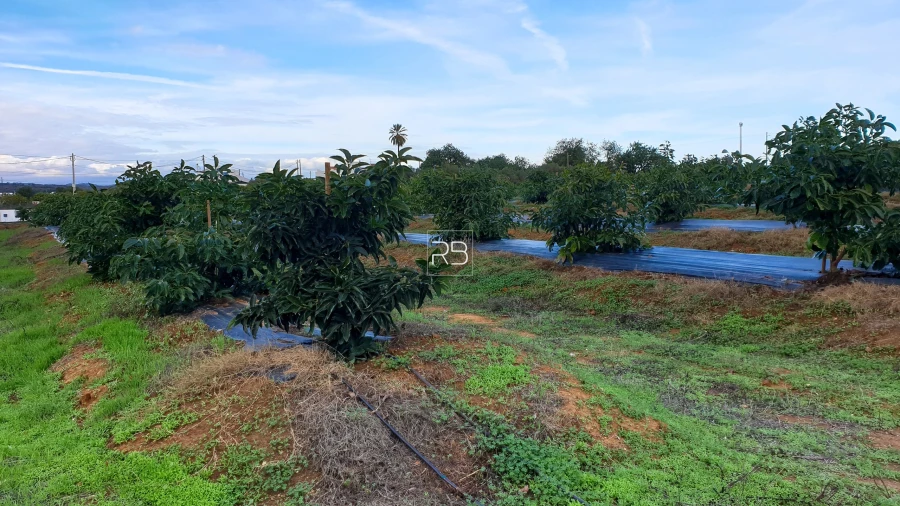 Quinta T4 para Venda em Vila Nova de Cacela Foto 11