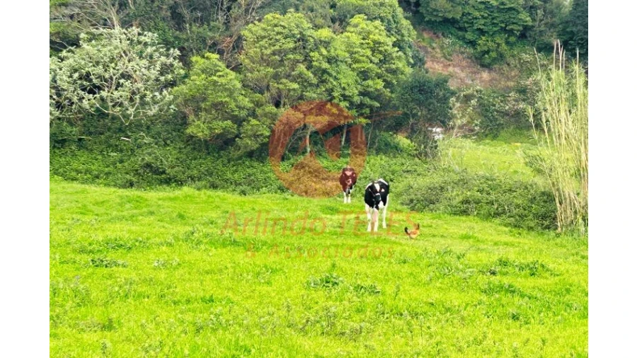 Terreno para Venda em Praia da Vitoria (Santa Cruz) Foto 12