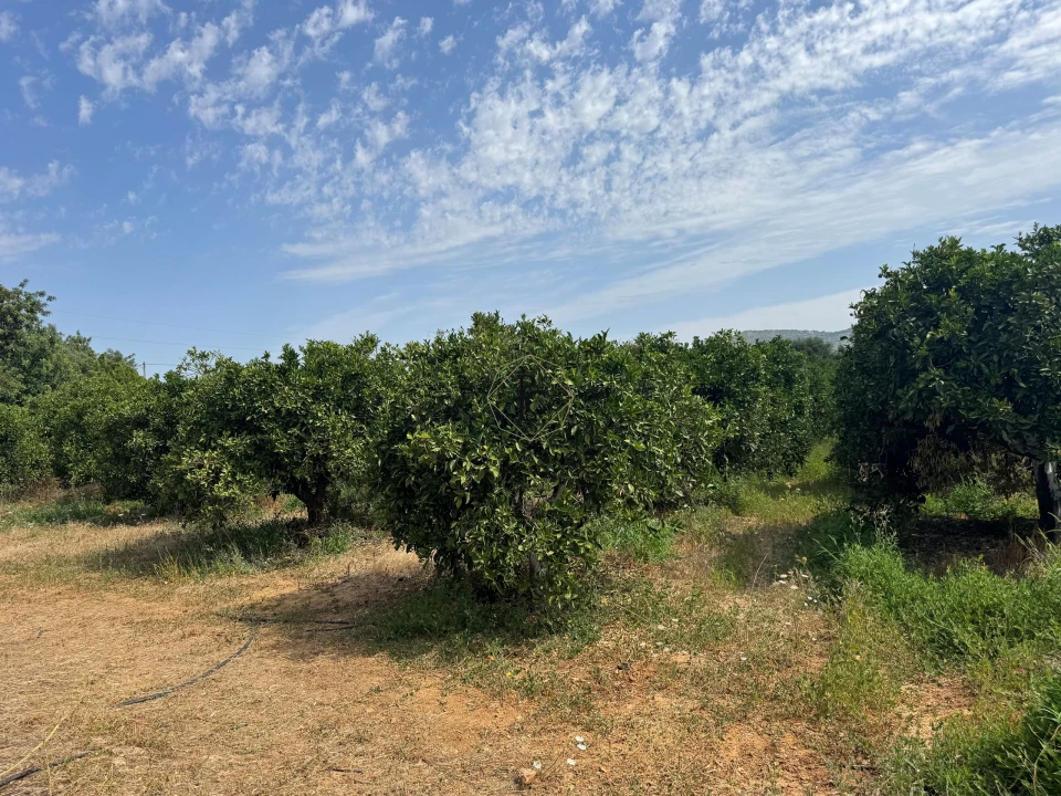 Terreno para Venda em Faro (Sé e São Pedro) Foto 14