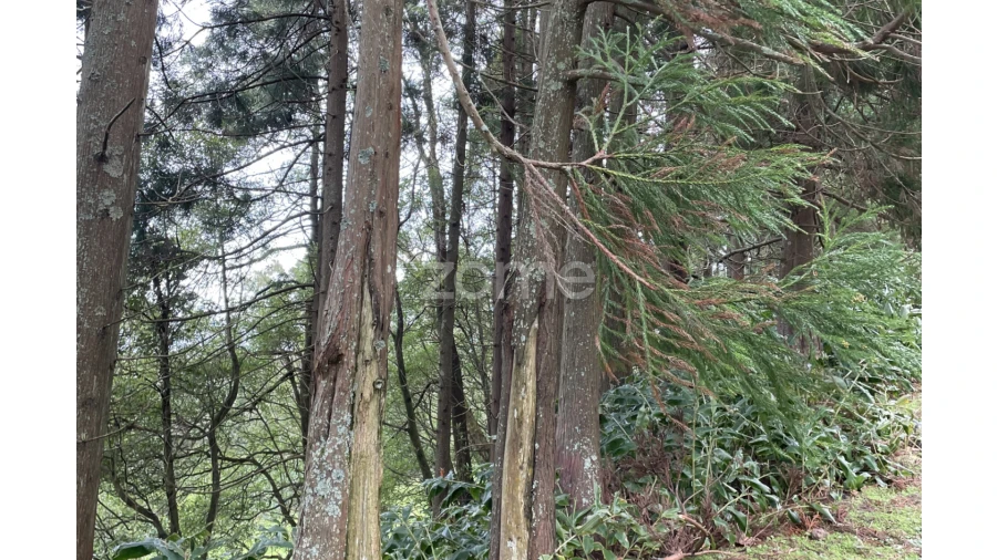 Terreno para Venda em Ribeira Grande (Conceição) Foto 6