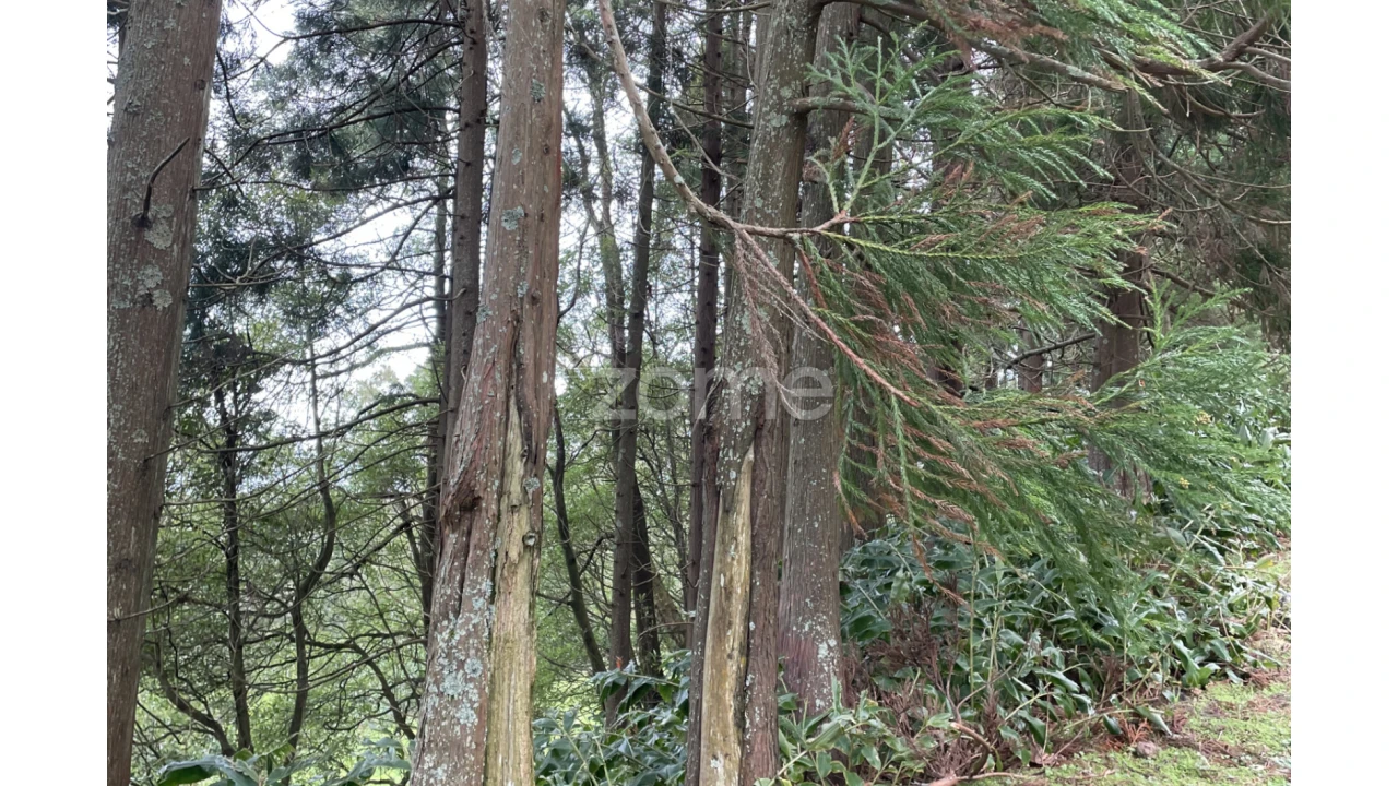 Terreno para Venda em Ribeira Grande (Conceição) Foto 6