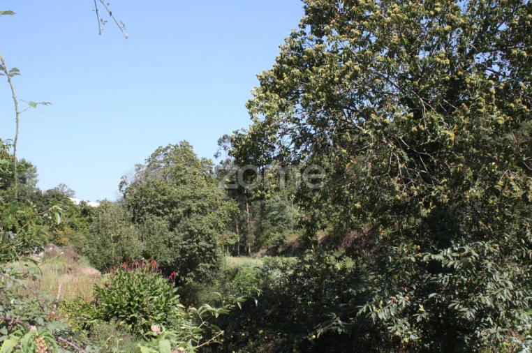 Terreno para Venda em Avidos e Lagoa Foto 6