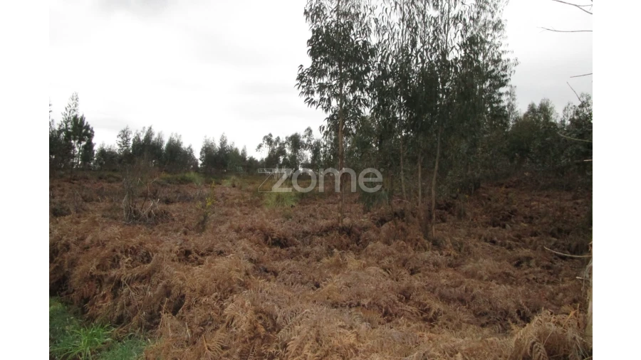Terreno para Venda em Fradelos Foto 6