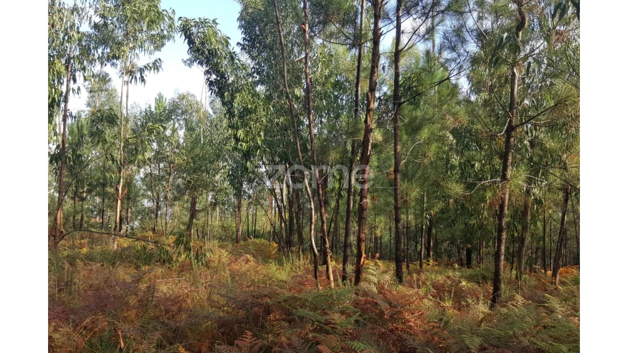 Terreno para Venda em Lamelas e Guimarei Foto 11
