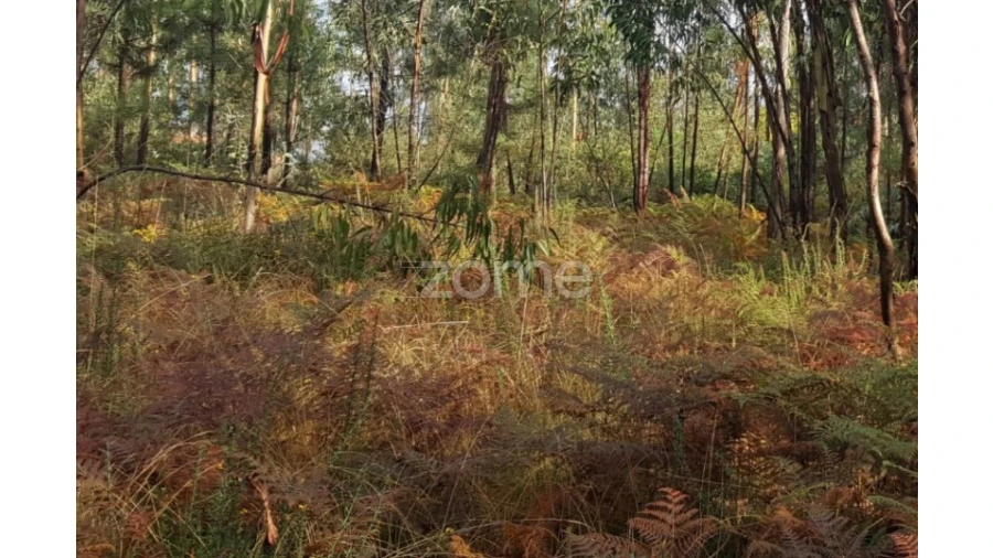 Terreno para Venda em Lamelas e Guimarei Foto 12