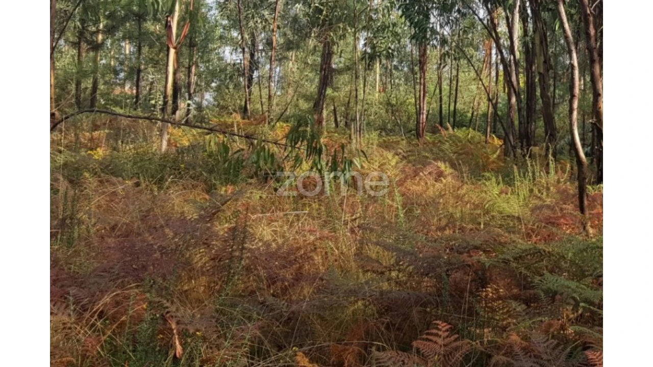 Terreno para Venda em Lamelas e Guimarei Foto 12