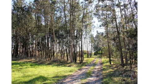 Terreno para Venda em Torreira