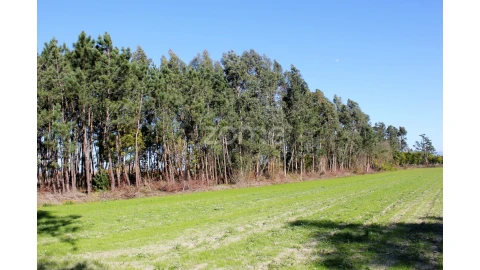 Terreno para Venda em Torreira