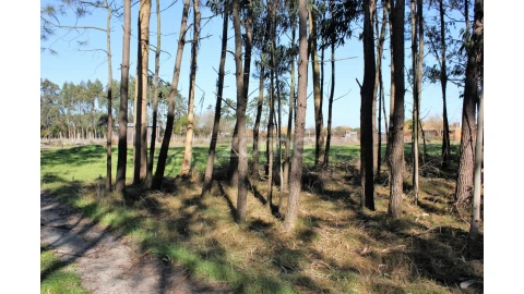 Terreno para Venda em Torreira