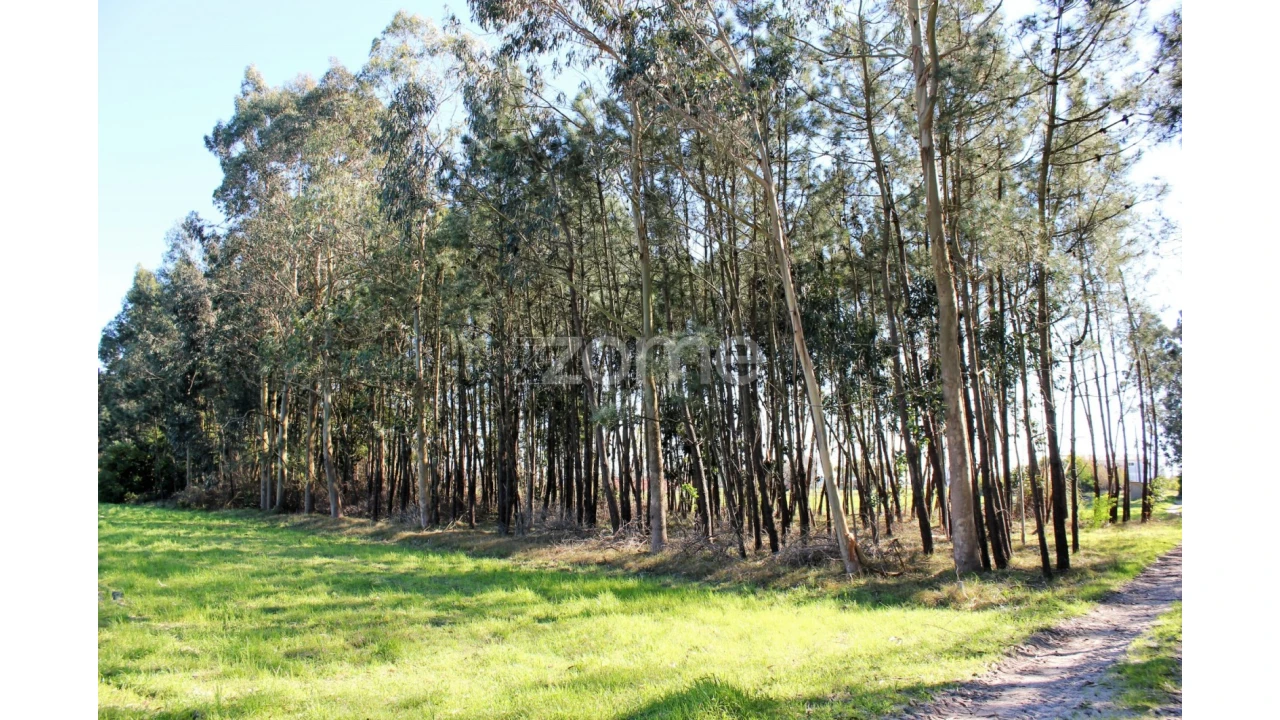Terreno para Venda em Torreira Foto 3