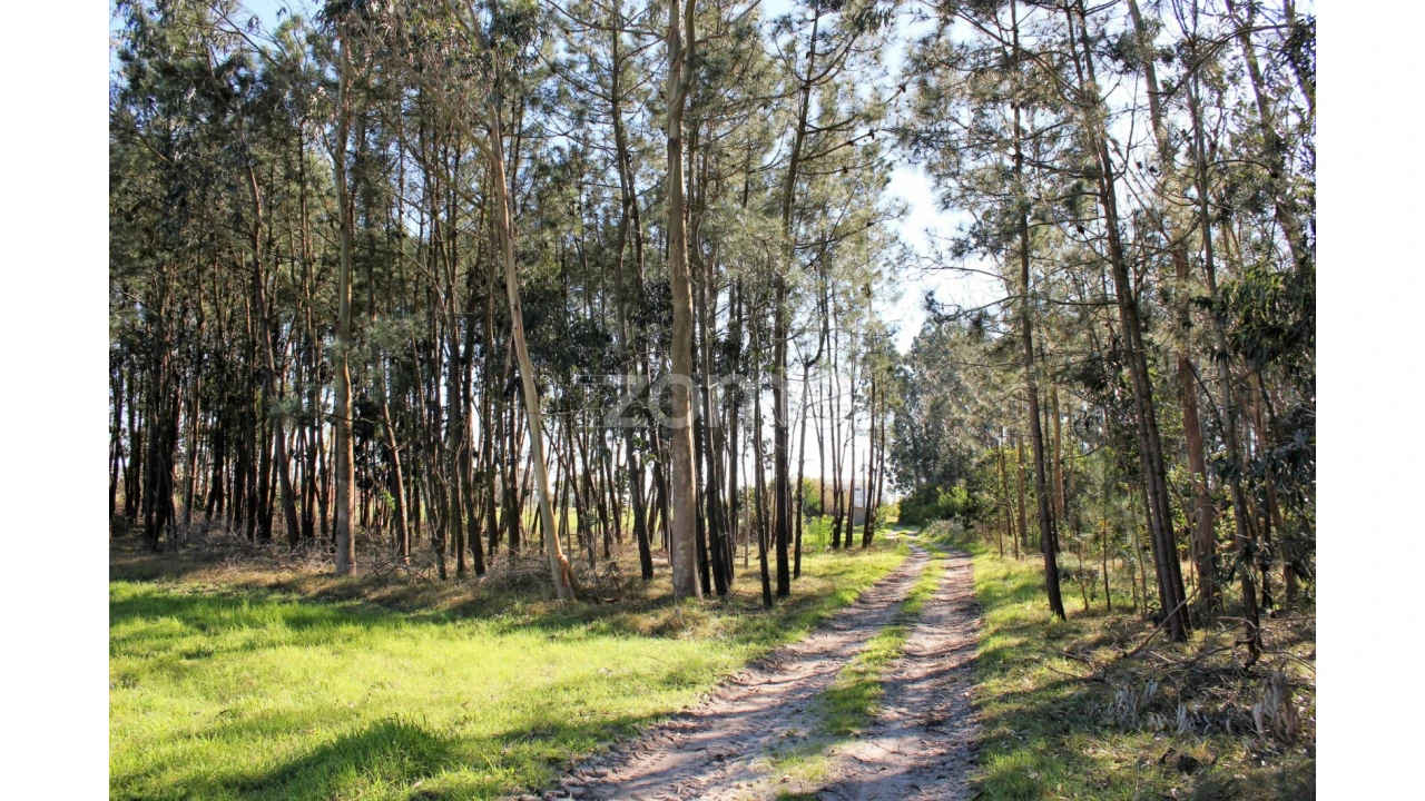 Terreno para Venda em Torreira Foto 9
