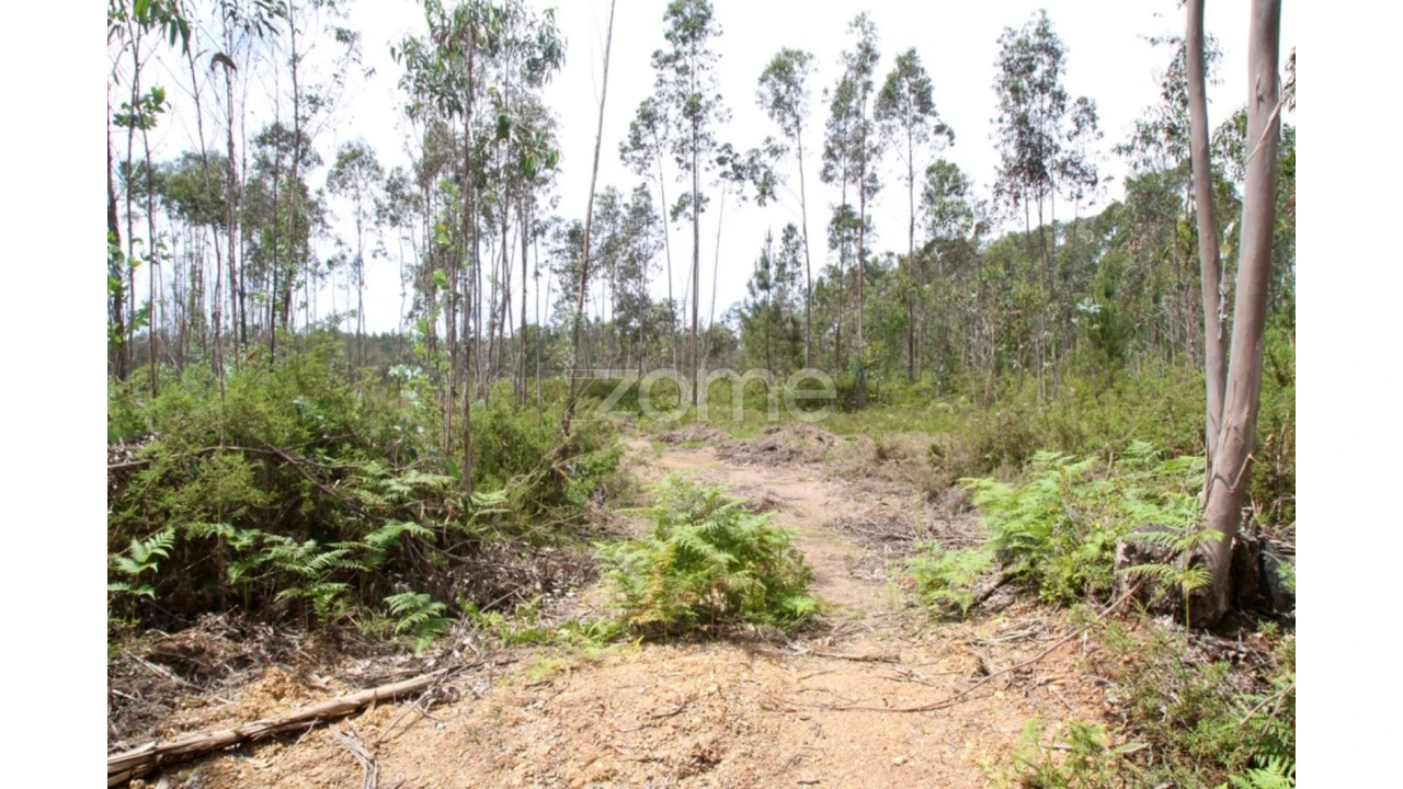 Terreno para Venda em Albergaria-A-Velha e Valmaior Foto 15