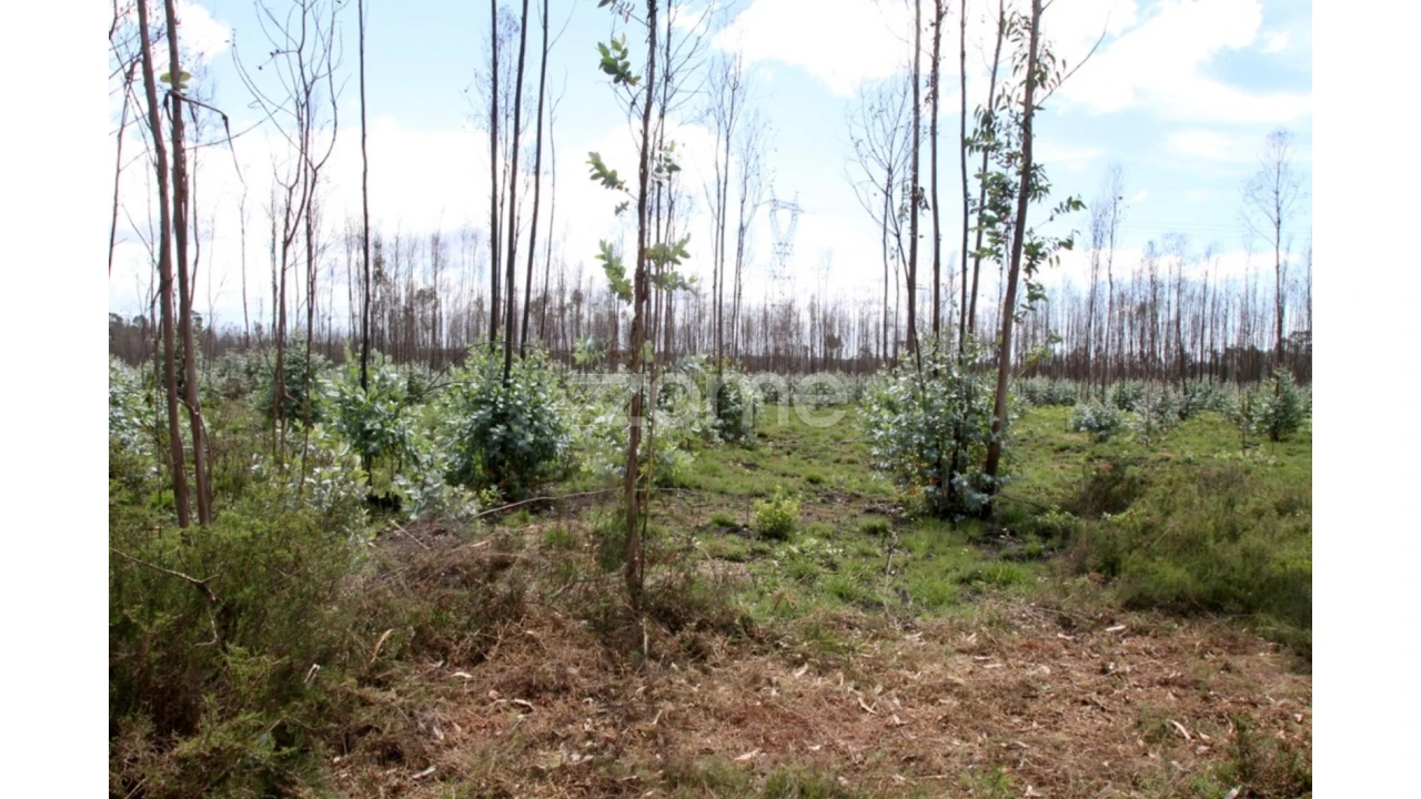 Terreno para Venda em Albergaria-A-Velha e Valmaior Foto 11