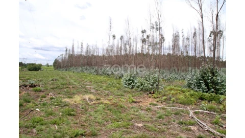 Terreno para Venda em Albergaria-A-Velha e Valmaior