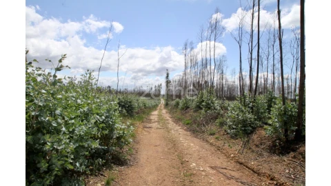 Terreno para Venda em Albergaria-A-Velha e Valmaior
