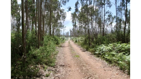 Terreno para Venda em Albergaria-A-Velha e Valmaior