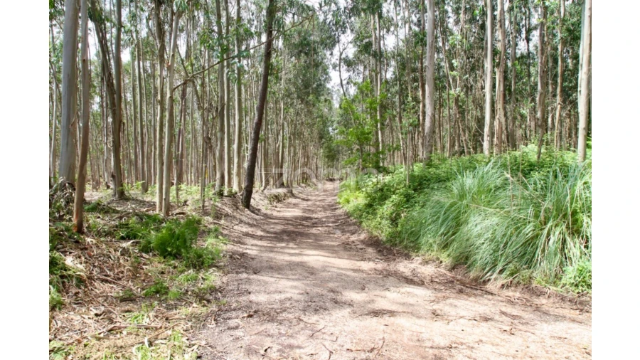 Terreno para Venda em Albergaria-A-Velha e Valmaior Foto 6