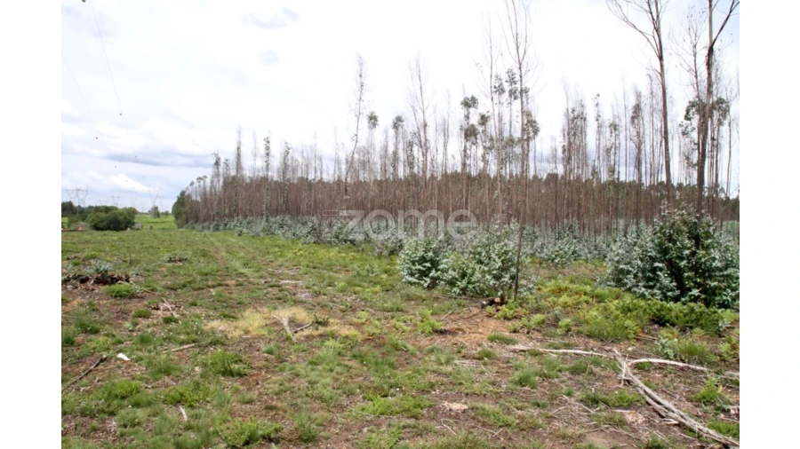 Terreno para Venda em Albergaria-A-Velha e Valmaior Foto 5