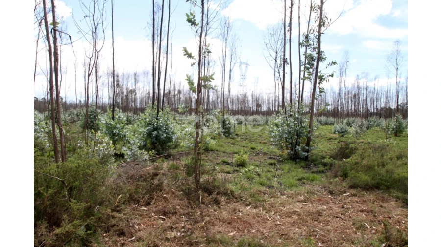 Terreno para Venda em Albergaria-A-Velha e Valmaior Foto 11