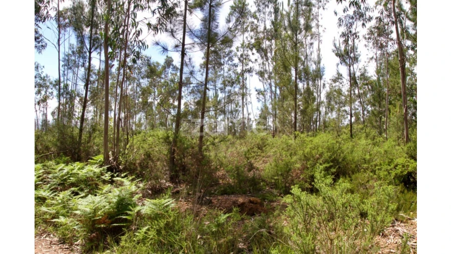 Terreno para Venda em Albergaria-A-Velha e Valmaior Foto 16